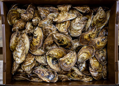 OYSTER 100 CT -RASPBERRY POINT CASE LIVE