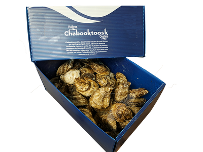 OYSTER 100 CT - CHEBOOKTOOSK CASE LIVE