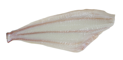 HALIBUT FILLET WEST COAST by LB