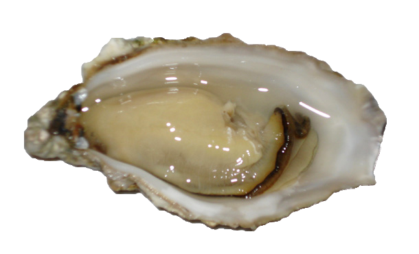 OYSTER 1/2 SHELL 12pc/Tray