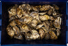 OYSTER 100 CT - CHEBOOKTOOK CASE LIVE