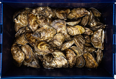 OYSTER 100 CT - CHEBOOKTOOK CASE LIVE