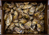 OYSTER 100 CT -RASPBERRY POINT CASE LIVE