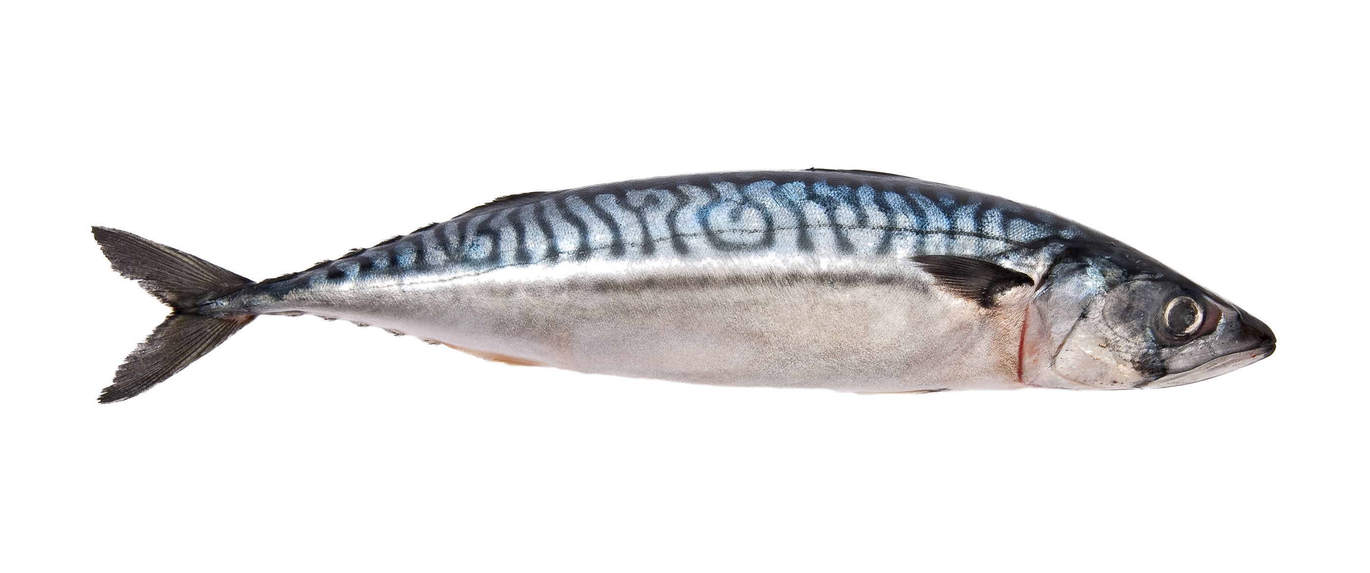 Mackerel fish images deals