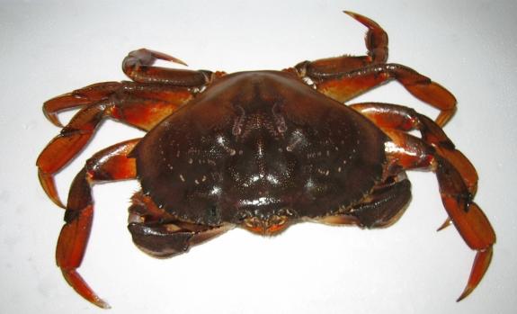 DUNGENESS CRAB by PIECE
