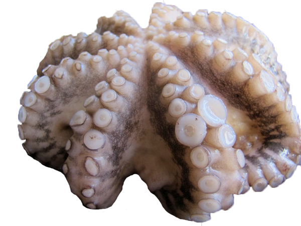 Octopus_Morocco_f6c99014-1830-
