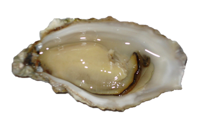 OYSTER 1/2 SHELL 12pc/Tray