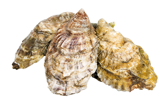 OYSTER 100 CT - BLACKBERRY PT CASE